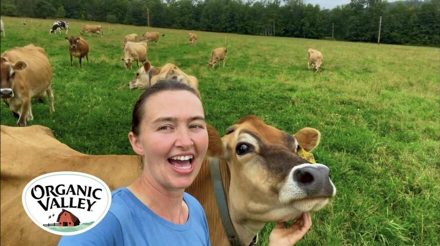 Farmer in a pasture beside a Jersey cow, herd grazing behind